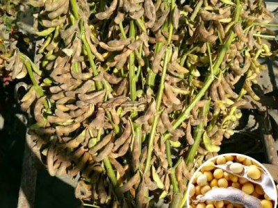 農之子（NONGZHIZI）黃豆種子大粒早