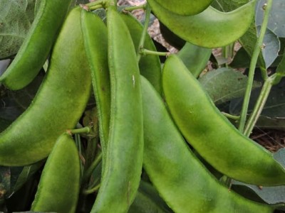 壽禾 扁豆種子眉豆家庭種植蔬菜種籽