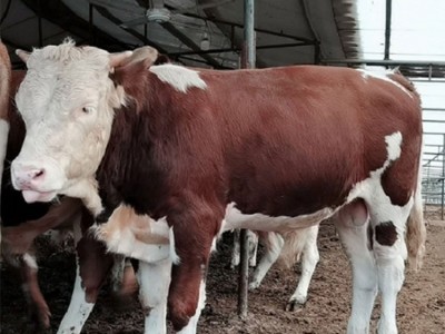 改良西門塔爾牛 養(yǎng)牛場雜交脫溫肉牛