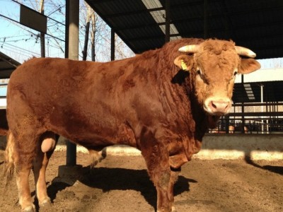 散養(yǎng)利木贊牛種公牛養(yǎng)殖 成年改良牛