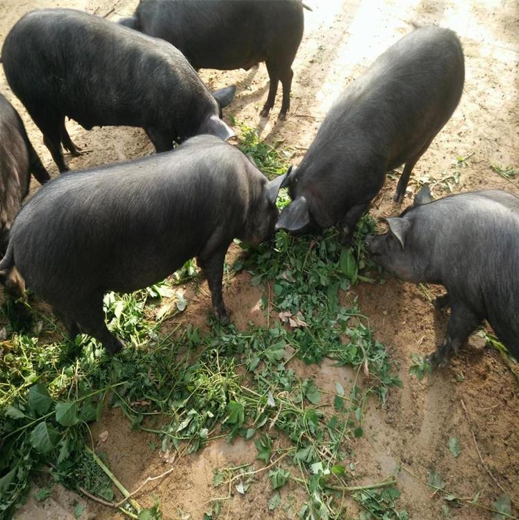 微信截圖_20240415133122