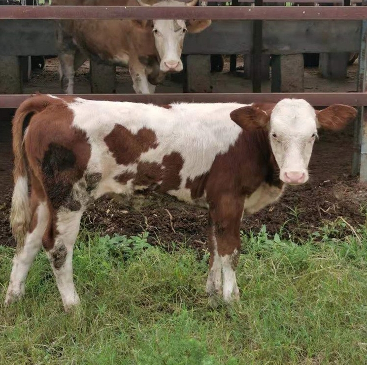 微信截圖_20240415133500