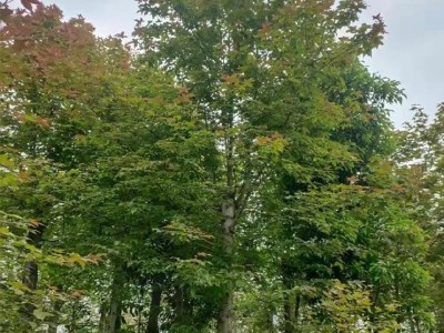 偉創園林 8公分楓香 園林公園環境美