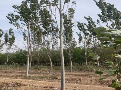 大量出售高速防護(hù)林 新 疆楊 8公分 