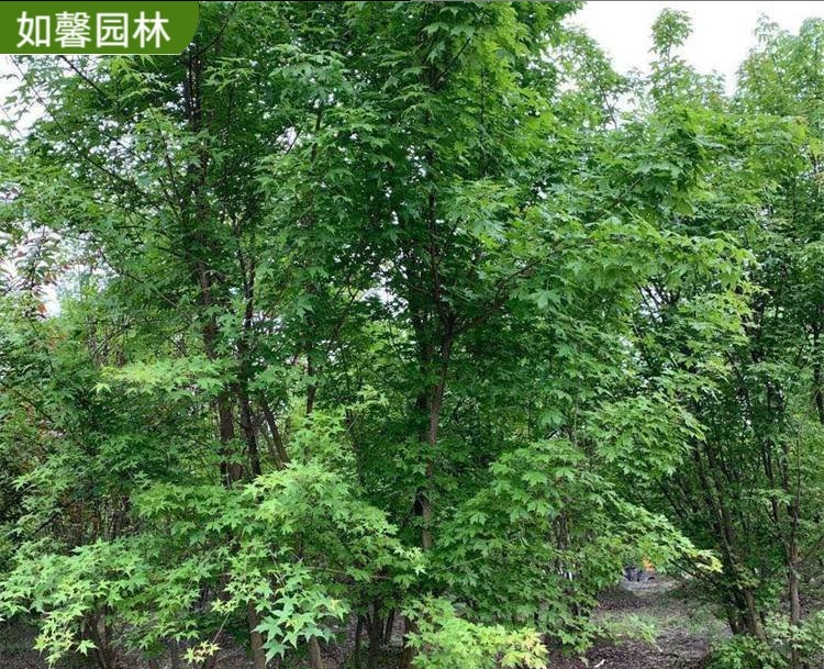 微信截圖_20240415134214