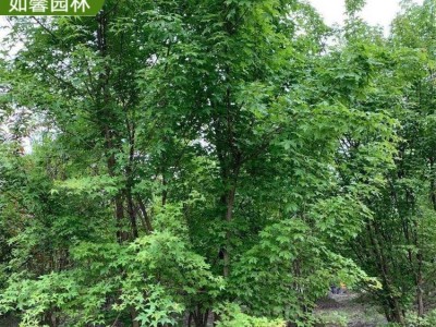 基地供應(yīng)叢生元寶楓樹苗 耐寒 園林