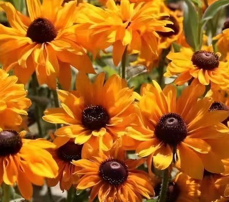 微信截圖_20240415135529