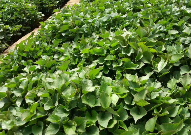 微信截圖_20240415140348