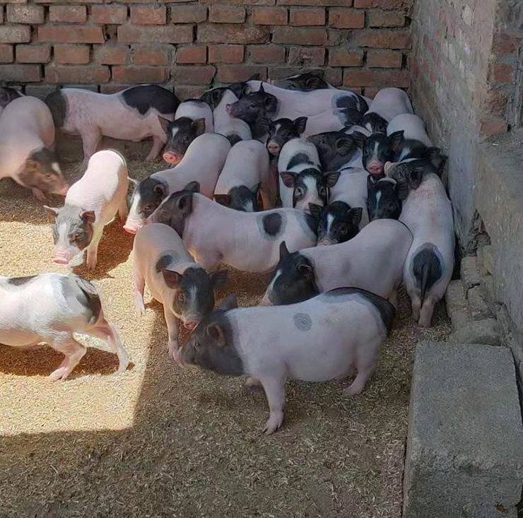 微信截圖_20240415140513