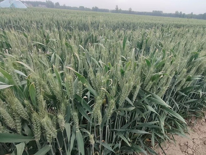 微信截圖_20240415140825